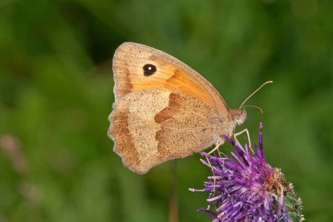 Meadow brown (Maniola jurtina)