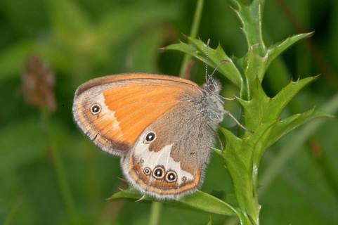 Pearly Heath (Coenonympha Arcania) at rest