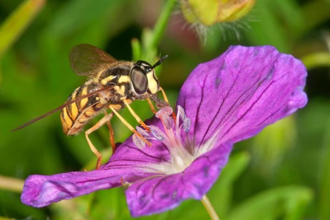 Hoverfly (Chrysotoxum cautum)