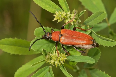 Longhorn beetle (Stictoleptura rubra)