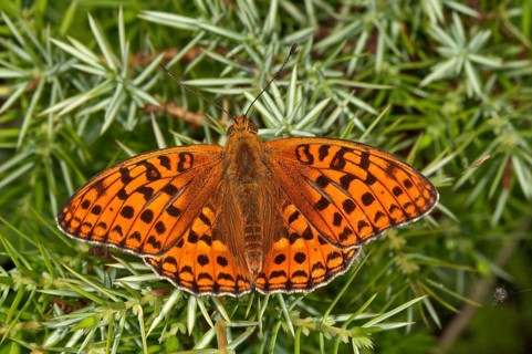 High brown fritillary (Fabriciana adippe) sunbathing on a juniper bush in Degenfeld