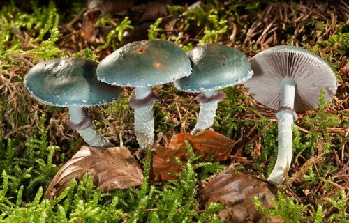 Verdigris agaric (Stropharia aeruginosa)