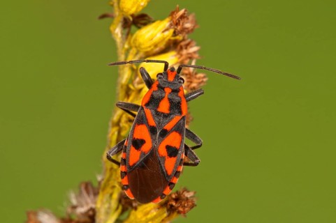 Lygaeus saxatilis (Lygaeus saxatilis)