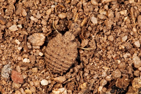 Antlion