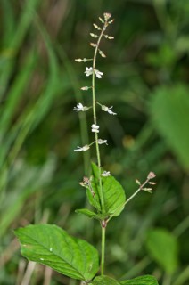 Enchanter's-nightshade (Circaea lutetiana)