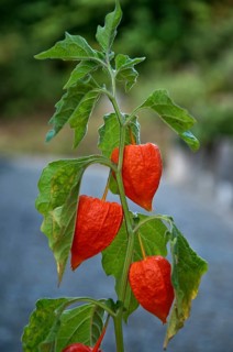Chinese lantern (Physalis alkekengi) with seed pods
