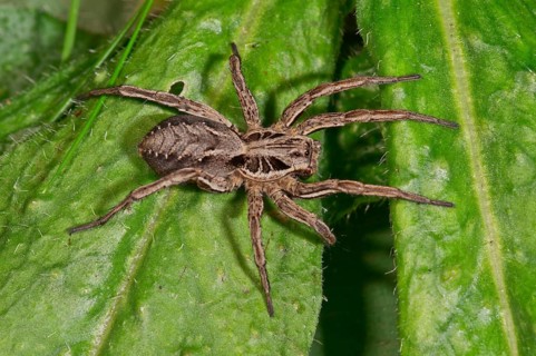 Alopecosa striatipes (Alopecosa striatipes) basking