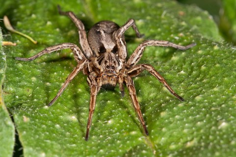 Alopecosa striatipes (Alopecosa striatipes) basking