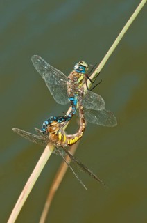 Migrant hawker (Aeshna mixta)