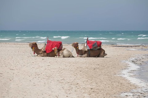 Dromedaries lying in the sand on the beach