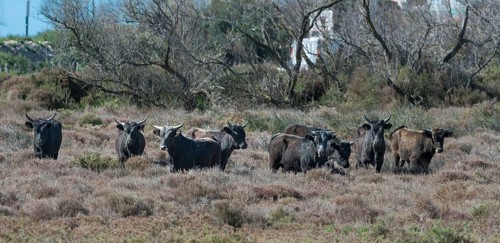 Camargue cattle