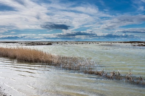 Saltwater lagoon in the Rhone delta