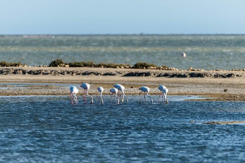 Greater Flamingos (Phoenicopterus roseus)