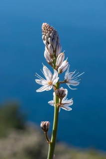 Summer Ssphodel (Asphodelus aestivus) against the Mediterranean