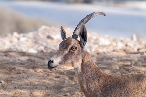 Nubian ibex (Capra ibex nubiana)