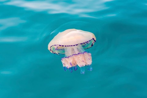 Barrel jellyfish (Rhizostoma octopus)