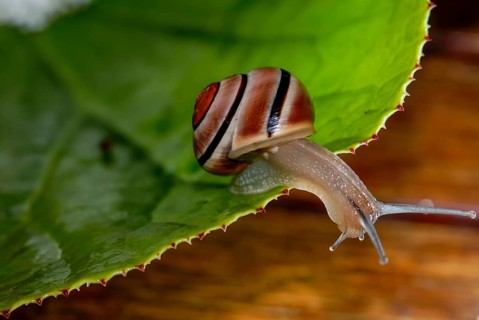 White-lipped snail (Cepaea hortensis) with brown stripes