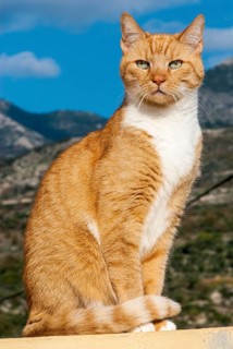 Tabby male cat sitting in elegant pose in front of a mountain scenery