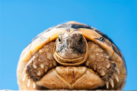 Young Hermann's Tortoise (Testudo hermanni)