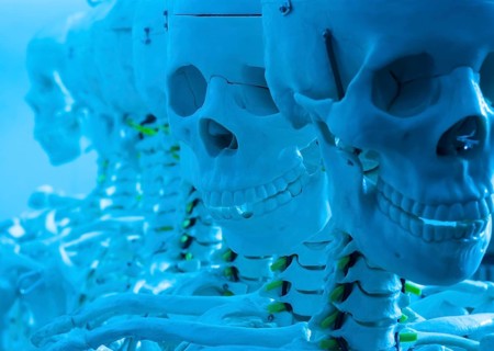 Skeletons and skulls in a row