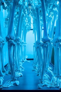 Skeletons in a row
