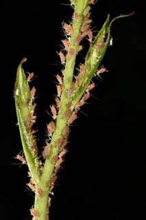 Rose Aphids (Macrosiphum rosae)