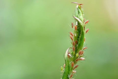 Rose Aphids (Macrosiphum rosae)