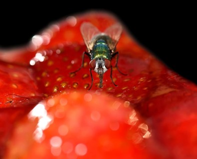 Common greenbottle (Lucilia caesar) fly