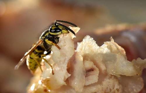 European wasp (Vespula germanica)