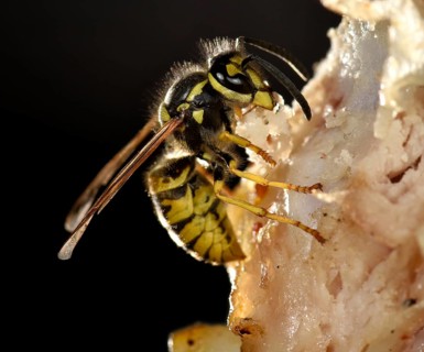 European wasp (Vespula germanica)
