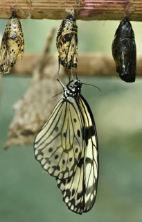 Paper kite