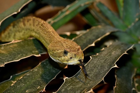 Mexican West Coast Rattlesnake (Crotalus basiliscus)