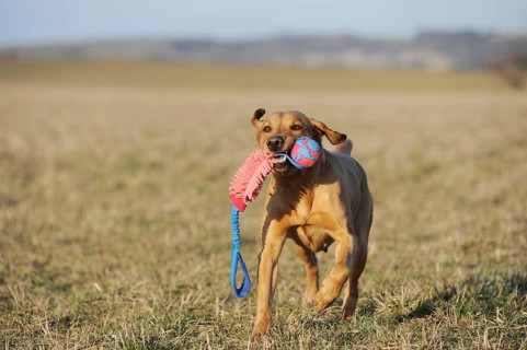 Labrador retriever