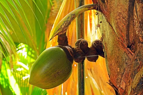 Coco de Mer