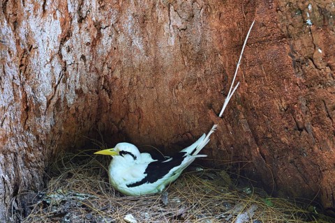 White-tailed tropicbird (Phaethon lepturus lepturus)