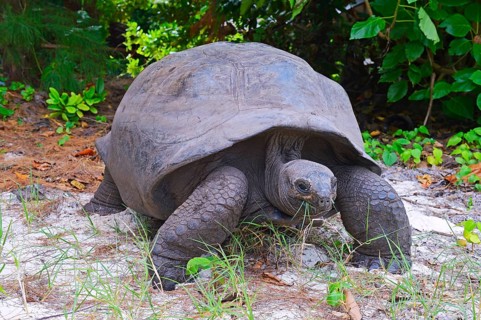 Aldabra giant tortoise (Geochelone gigantea)