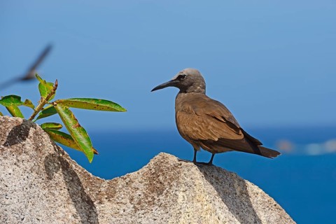 Brown noddy (Anous stolidus)
