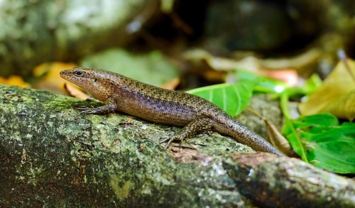 Seychelles skink (Trachylepis seychellensis)