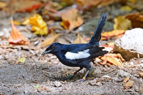 Seychelles magpie-robin (Copsychus sechellarum)