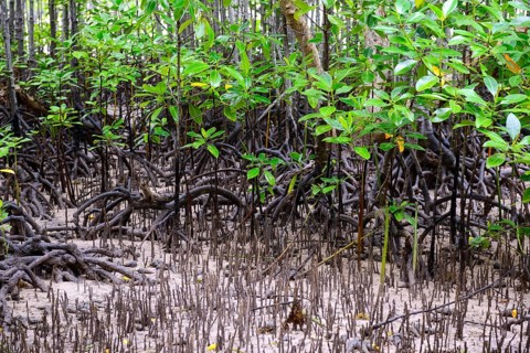 Mangroves (Avicennia marina) at low tide