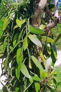 Vanilla plants