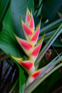 Heliconia (Heliconia wagneriana) blossom