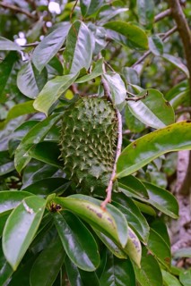 Soursop (Annona muricata) fruit