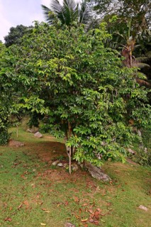 Soursop (Annona muricata)