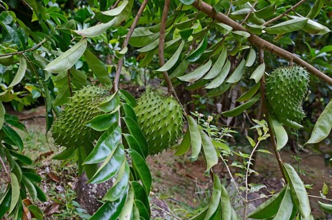 Soursop (Annona muricata) fruit