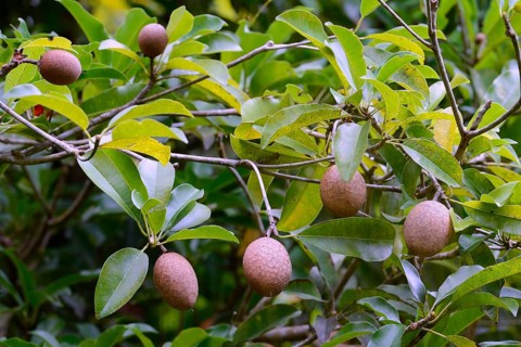 Sapodilla (Manilkara zapota)