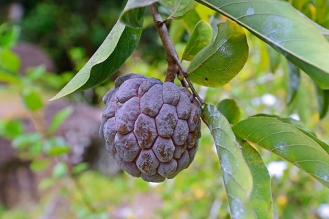 Custard apple