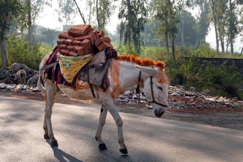 Donkey laden with bricks