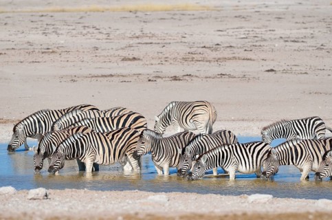 Herd of Burchell's Zebras (Equus burchelli)