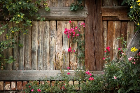 Rose against barn wall